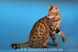 Питомник бенгальских кошек LuxuryCat
