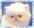 Голубоглазый персидский котенок белого окраса